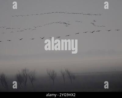 Grues communes retournant à leur lieu de perchage lors d'un arrêt pendant la migration d'automne. Hongrie, Parc national Hortobagyi, octobre Banque D'Images