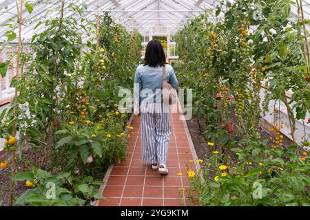 Une jeune femme visitant le jardin clos de Croome Park - le plus grand jardin clos géorgien de Grande-Bretagne - se promenant dans une serre de tomates avec des vignes de tomates Banque D'Images