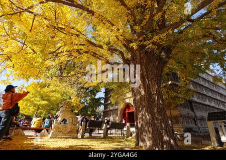 Beijing, China.5th novembre 2024. Les ginkgo centenaires et les anciennes pagodes du temple Zhenjue forment un magnifique paysage d'automne, Pékin, 5 novembre 2024. Crédit : Xiong RAN/China News Service/Alamy Live News Banque D'Images