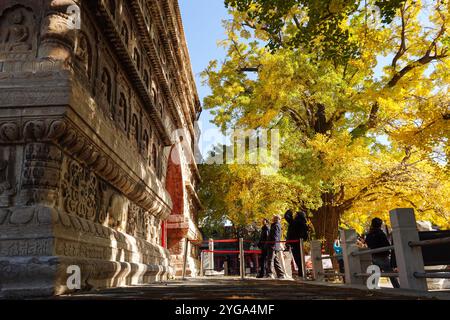 Beijing, China.5th novembre 2024. Les ginkgo centenaires et les anciennes pagodes du temple Zhenjue forment un magnifique paysage d'automne, Pékin, 5 novembre 2024. Crédit : Xiong RAN/China News Service/Alamy Live News Banque D'Images