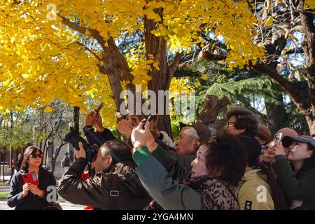 Beijing, China.5th novembre 2024. Les ginkgo centenaires et les anciennes pagodes du temple Zhenjue forment un magnifique paysage d'automne, Pékin, 5 novembre 2024. Crédit : Xiong RAN/China News Service/Alamy Live News Banque D'Images