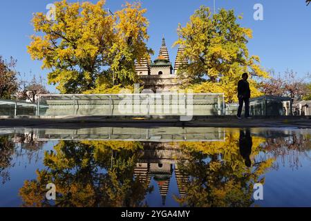 Beijing, China.5th novembre 2024. Les ginkgo centenaires et les anciennes pagodes du temple Zhenjue forment un magnifique paysage d'automne, Pékin, 5 novembre 2024. Crédit : Xiong RAN/China News Service/Alamy Live News Banque D'Images