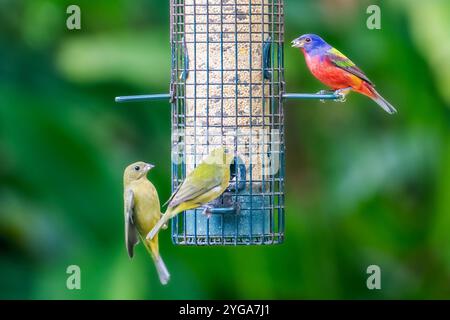 Miami Shores, Floride, États-Unis. 6 novembre 2024. Oiseaux mangeant d'une mangeoire d'oiseaux dans un sanctuaire faunique urbain Miami Shores, Floride, le 6 novembre 2024. (Crédit image : © Ronen Tivony/ZUMA Press Wire) USAGE ÉDITORIAL SEULEMENT! Non destiné à UN USAGE commercial ! Banque D'Images