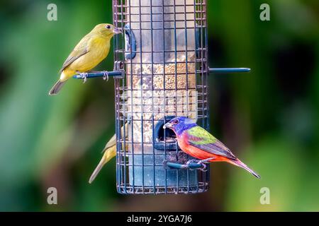 Miami Shores, Floride, États-Unis. 6 novembre 2024. Oiseaux mangeant d'une mangeoire d'oiseaux dans un sanctuaire faunique urbain Miami Shores, Floride, le 6 novembre 2024. (Crédit image : © Ronen Tivony/ZUMA Press Wire) USAGE ÉDITORIAL SEULEMENT! Non destiné à UN USAGE commercial ! Banque D'Images