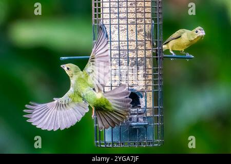 Miami Shores, Floride, États-Unis. 6 novembre 2024. Oiseaux dans une mangeoire d'oiseaux dans un sanctuaire de faune urbaine Miami Shores, Floride, le 6 novembre 2024. (Crédit image : © Ronen Tivony/ZUMA Press Wire) USAGE ÉDITORIAL SEULEMENT! Non destiné à UN USAGE commercial ! Banque D'Images