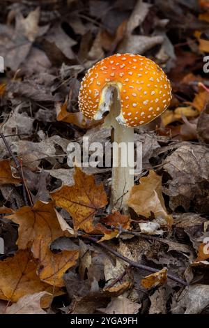 Champignon Amanita muscaria partiellement mangé (mouche agarique, mouche amanita) sur le plancher forestier en automne, Porcupine Mountains Wilderness State Park, Michigan Banque D'Images