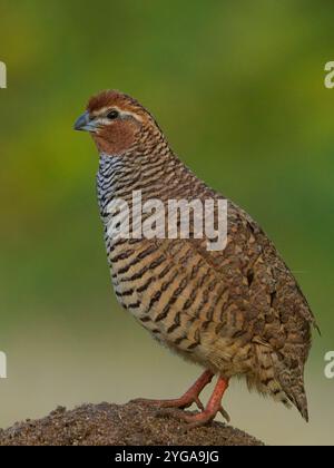 Rock Bush-Quail (Perdicula argoondah) mâle à Gujarat, Inde Banque D'Images