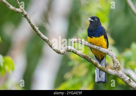 Trogon vert (mâle) à la recherche d'un repas dans la forêt du centre du Pérou Banque D'Images