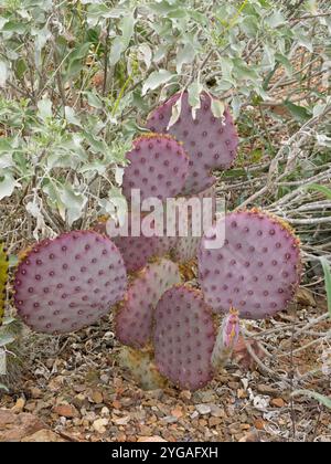 Arizona, Tucson, Arizona-Sonora Desert Museum. Cactus de barbarie Santa Rita. (Usage éditorial uniquement) Banque D'Images