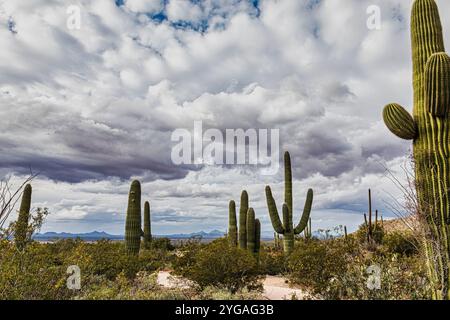 Parc national de Saguaro autour de Tucson, Arizona. Banque D'Images