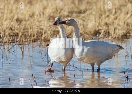 Oiseaux de Bosque de Apache National Wildlife refuge Banque D'Images