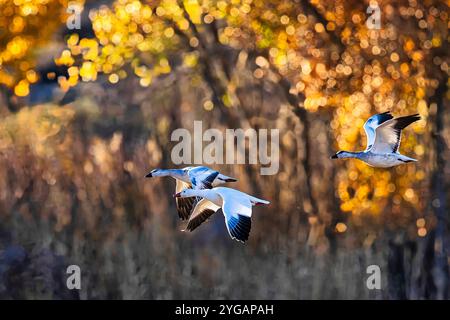 Oiseaux de Bosque de Apache National Wildlife refuge Banque D'Images