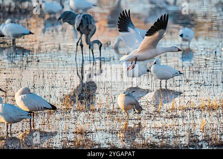 Oiseaux de Bosque de Apache National Wildlife refuge Banque D'Images