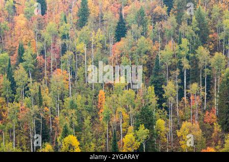 États-Unis, Utah. Route 89 en remontant vers Logan Pass avec des couleurs d'automne sur les érables d'Aspen et de canyon. Banque D'Images