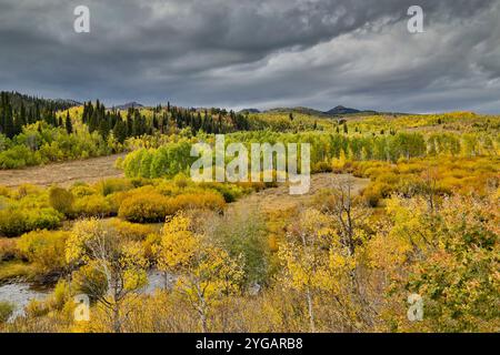 États-Unis, Utah. Logan Pass avec Logan Creek le long de l'autoroute 89 à l'automne avec Aspen, saules et conifères Banque D'Images