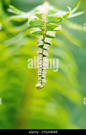 États-Unis, Parc National Olympique, fougère épée commune, polystichum munitum. Une fronde d'une fougère épée commune se défait au printemps. Banque D'Images