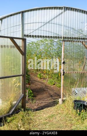 Chimacum, État de Washington, États-Unis. Culture commerciale en serre de tomates Sungold sur treillis de ficelle. Banque D'Images