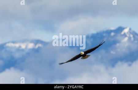 Aigle à tête blanche volant à travers la tempête de dégagement, État de Washington, États-Unis Banque D'Images