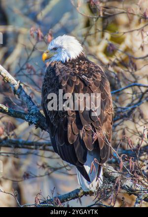 Les aigles à tête blanche le long de la rivière Nooksack dans les États de Washington pour la Salmon Run Banque D'Images