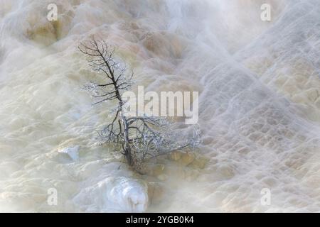 États-Unis, Wyoming, parc national de Yellowstone, Mammoth Hot Springs. Un arbre mort, pétrifié par du carbonate de calcium, se dresse sur la terrasse en travertin. Banque D'Images