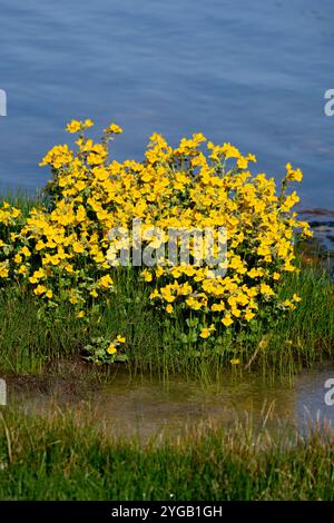 USA, Wyoming. Fleur de singe poussant le long des sources chaudes dans le parc national de Yellowstone. Banque D'Images