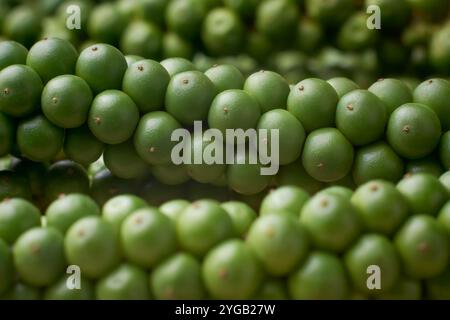 gros plan macro de grains de poivre noir en cours de maturation, épice jeune à base de plantes avec une chaleur poivrée dans la mise au point douce, fond d'assaisonnement culinaire Banque D'Images