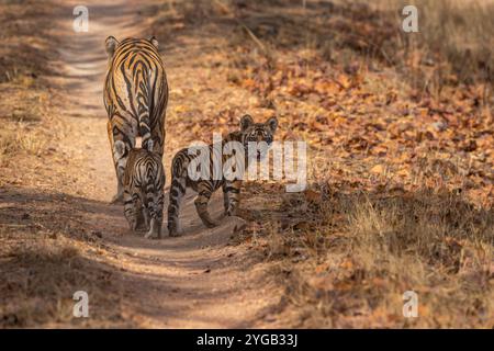 femelle tigre sauvage ou panthera tigris et oursons dans sa protection marchant ensemble sur un sentier forestier ou une route et un ourson audacieux montrant l'agressivité pendant l'afrique du sud Banque D'Images