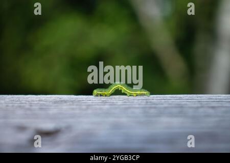 Catépillaire vert sur une balustrade en bois un jour de printemps en Allemagne. Banque D'Images