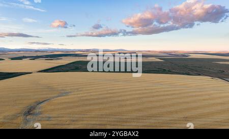 Vue aérienne d'un champ de blé après la récolte, centre de Washington, États-Unis Banque D'Images