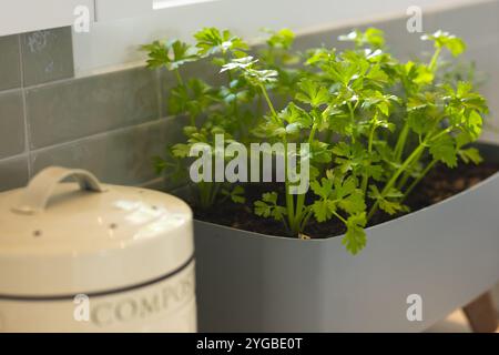 Cultiver le persil frais dans le jardinier de cuisine à côté du bac à compost pour la cuisson des herbes, à la maison Banque D'Images