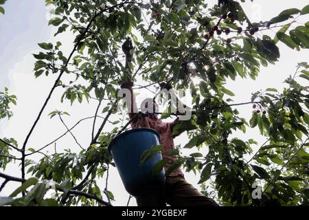 Un garçon cachemirien cueille des cerises dans un jardin à la périphérie de Srinagar, au Cachemire administré par l'Inde, le 17 juin 2021. Les travailleurs dans les jardins travaillent comme des Paris quotidiens et à leurs services coûtent INR 500 (6,73 USD) par jour. Banque D'Images
