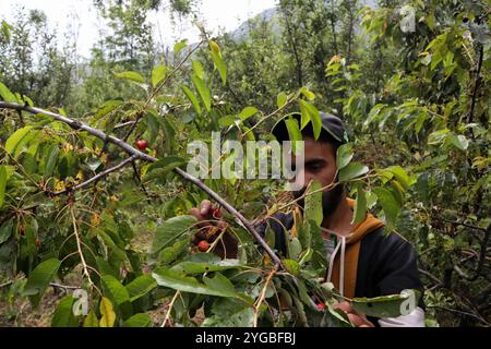 Un garçon cachemirien cueille des cerises dans un jardin à la périphérie de Srinagar, au Cachemire administré par l'Inde, le 17 juin 2021. Les travailleurs dans les jardins travaillent comme des Paris quotidiens et à leurs services coûtent INR 500 (6,73 USD) par jour. Banque D'Images
