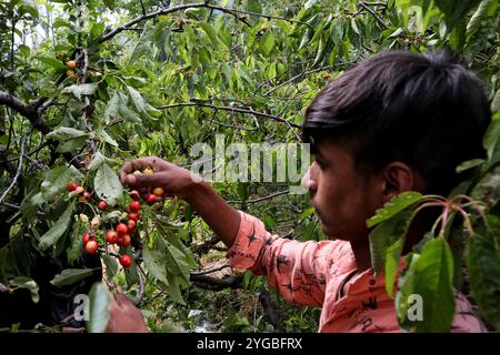 Un garçon cachemirien cueille des cerises dans un jardin à la périphérie de Srinagar, au Cachemire administré par l'Inde, le 17 juin 2021. Les travailleurs dans les jardins travaillent comme des Paris quotidiens et à leurs services coûtent INR 500 (6,73 USD) par jour. Banque D'Images