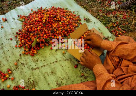 Les travailleurs du Cachemire emballent des cerises dans un jardin à la périphérie de Srinagar, au Cachemire sous administration indienne, le 17 juin 2021. Les travailleurs dans les jardins travaillent comme des Paris quotidiens et à leurs services coûtent INR 500 (6,73 USD) par jour. Banque D'Images