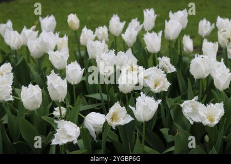 Parterre de fleurs plein de tulipes blanches frangées dans un jardin printanier Banque D'Images