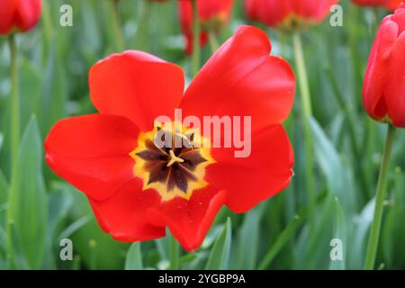 Gros plan d'une tulipe rouge avec un centre jaune Banque D'Images