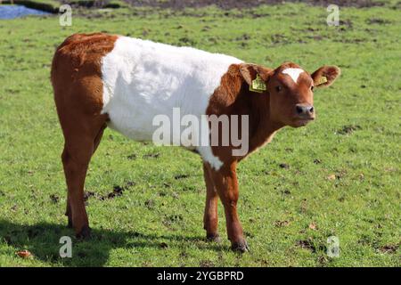 Veau Galloway brun ceinturé dans un pré Banque D'Images