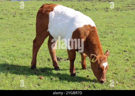 Veau Galloway brun ceinturé dans un pré Banque D'Images