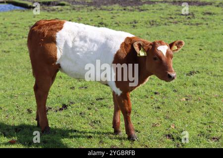 Veau Galloway brun ceinturé dans un pré Banque D'Images