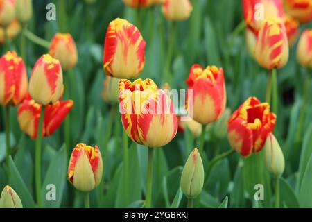 Close up de tulipes rouges et jaunes Banque D'Images