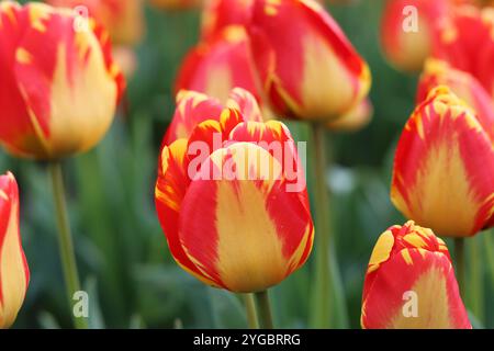 Close up de tulipes rouges et jaunes Banque D'Images