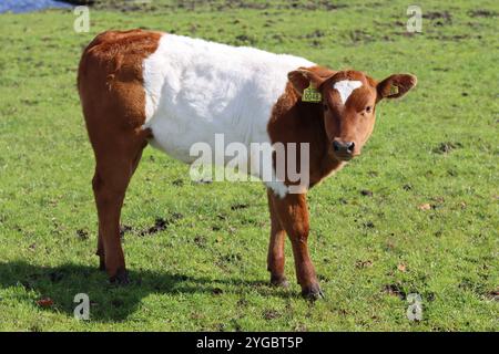 Veau Galloway brun ceinturé dans un pré Banque D'Images