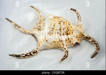 Image en gros plan d'une coquille marine à pointes unique avec des motifs bruns et beiges complexes sur un lit de sable blanc fin. Les épines pointues et allongées de la coquille c Banque D'Images