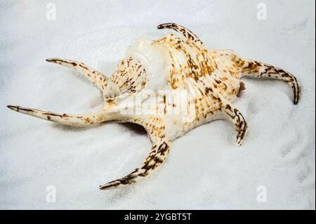 Image en gros plan d'une coquille marine à pointes unique avec des motifs bruns et beiges complexes sur un lit de sable blanc fin. Les épines pointues et allongées de la coquille c Banque D'Images