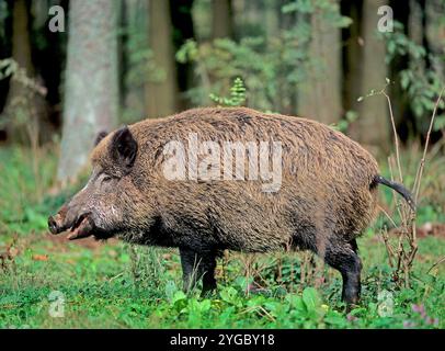 Femelle sanglier, semis, en bordure de forêt. Sus scrofa Allemagne du Sud Banque D'Images