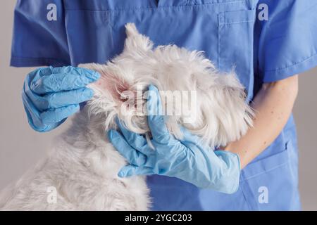 Jeune vétérinaire femelle examinant l'oreille du chien West Highland White Terrier sur fond blanc, traitement de chien Banque D'Images
