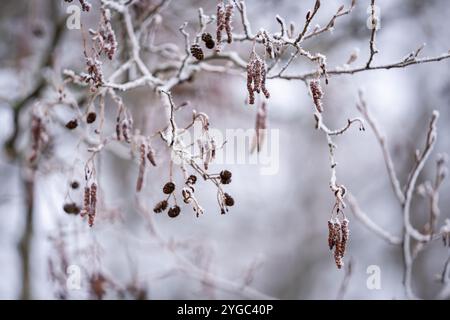 Fond hivernal, givre sur les branches d'Alnus glutinosa, aulne noir. Chats ou cônes d'aulne, aulne commun en hiver. Météo hivernale. Banque D'Images