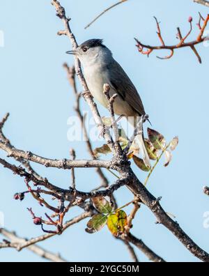 Tête noire mâle (Sylvia atricapilla) perchée sur une branche, Paphos, Chypre. Banque D'Images