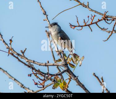 Tête noire mâle (Sylvia atricapilla) perchée sur une branche, Paphos, Chypre. Banque D'Images