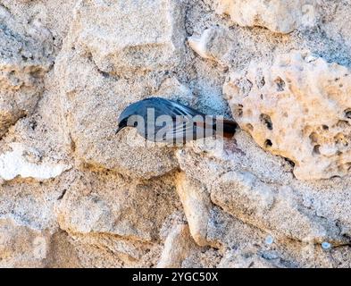 Black Redstart, mâle, (Phoenicurus ochruros), Paphos, Chypre Banque D'Images